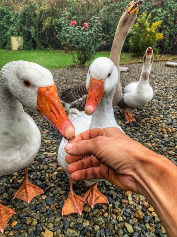 Ca' Degli Ovi B&B Valenza Dış mekan fotoğraf